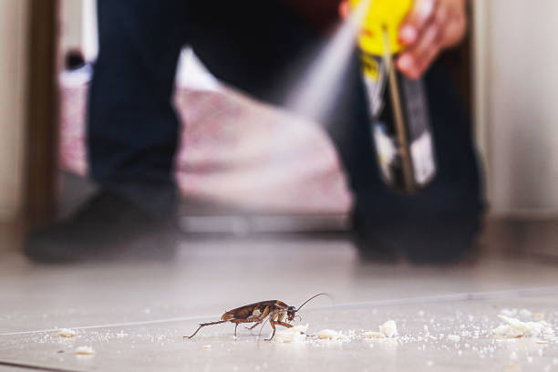 Best Wasp Removal Services  in Lake Murray Of Richland, SC